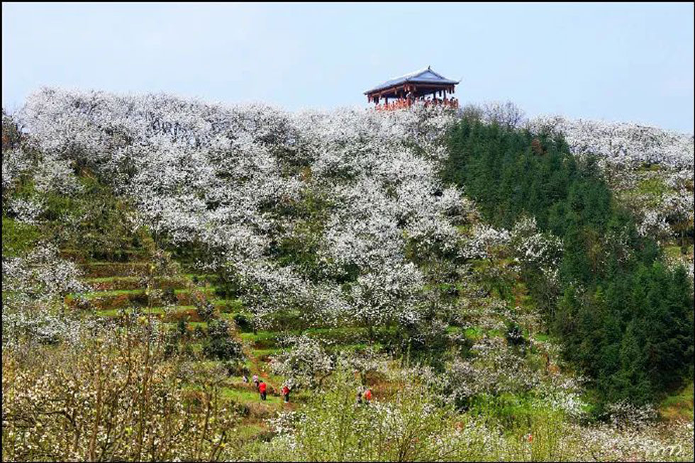 【春天,广西桂林灌阳县向您发出邀请!】我们在灌阳看梨花 - 游山玩水 - 徐州生活社区 - 徐州28生活网 xz.28life.com