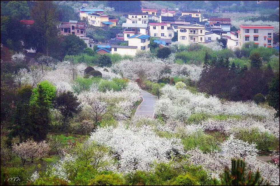 【春天,广西桂林灌阳县向您发出邀请!】我们在灌阳看梨花 - 游山玩水 - 徐州生活社区 - 徐州28生活网 xz.28life.com