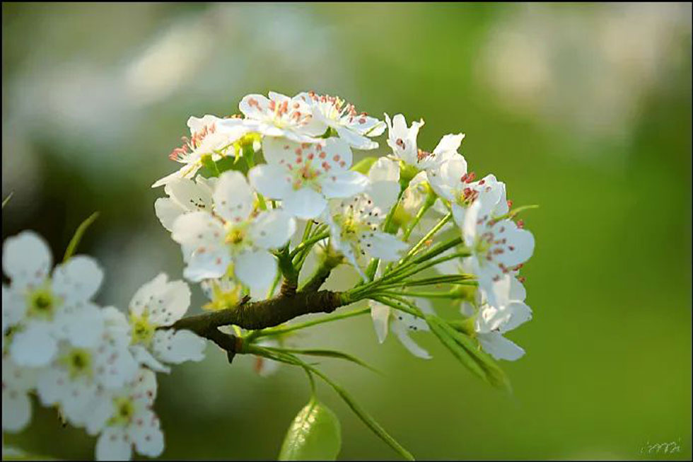 【春天,广西桂林灌阳县向您发出邀请!】我们在灌阳看梨花 - 游山玩水 - 徐州生活社区 - 徐州28生活网 xz.28life.com