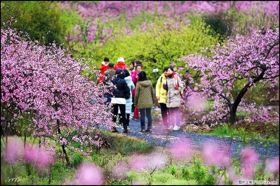 【春天,广西桂林灌阳县向您发出邀请!】官庄村有个醉美的桃花园 - 游山玩水 - 徐州生活社区 - 徐州28生活网 xz.28life.com