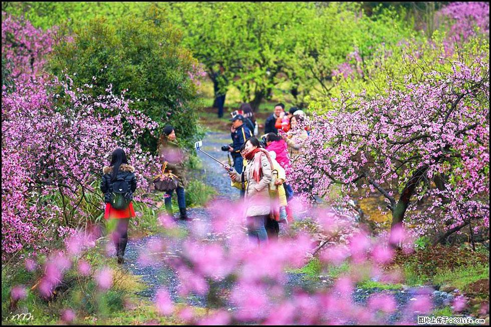 【春天,广西桂林灌阳县向您发出邀请!】官庄村有个醉美的桃花园 - 游山玩水 - 徐州生活社区 - 徐州28生活网 xz.28life.com