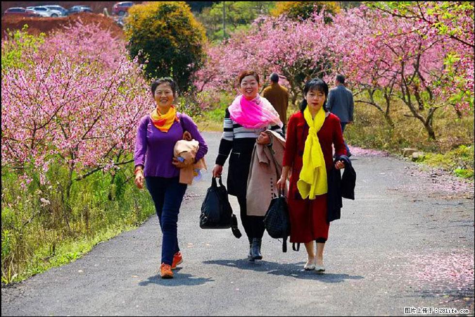 【春天,广西桂林灌阳县向您发出邀请!】官庄村有个醉美的桃花园 - 游山玩水 - 徐州生活社区 - 徐州28生活网 xz.28life.com