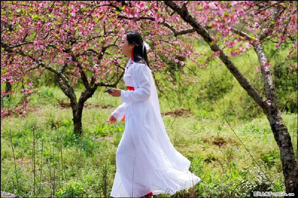 【春天,广西桂林灌阳县向您发出邀请!】官庄村有个醉美的桃花园 - 游山玩水 - 徐州生活社区 - 徐州28生活网 xz.28life.com