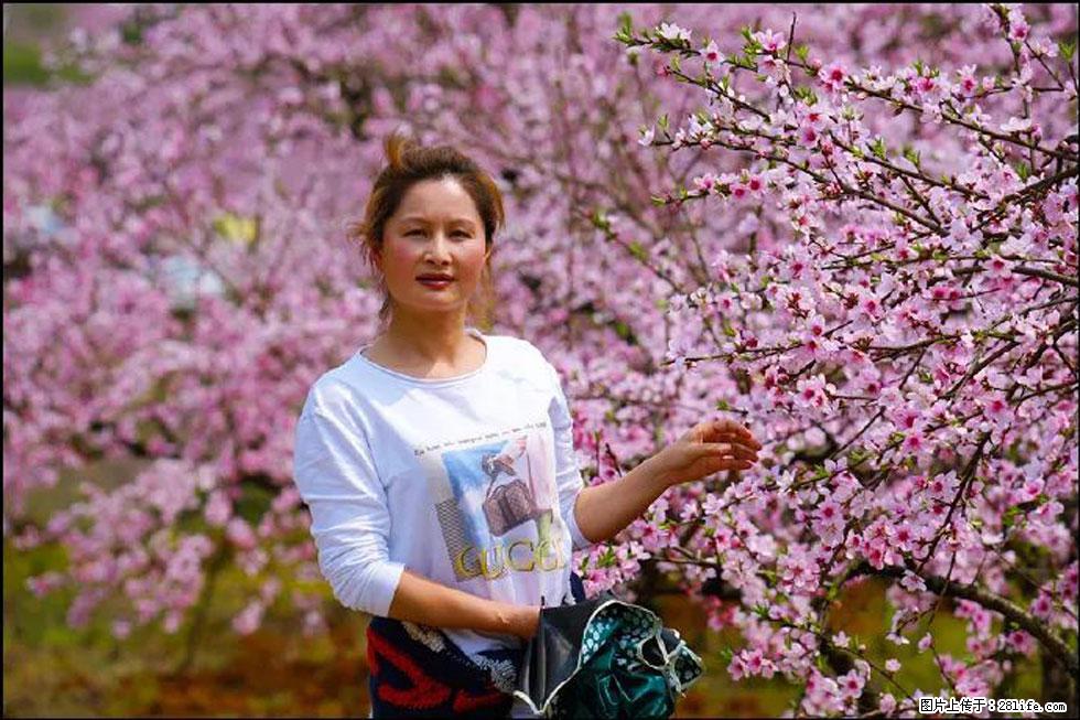 【春天,广西桂林灌阳县向您发出邀请!】官庄村有个醉美的桃花园 - 游山玩水 - 徐州生活社区 - 徐州28生活网 xz.28life.com