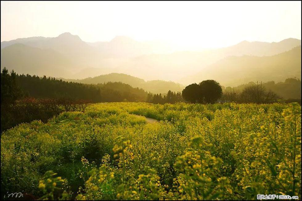 【春天,广西桂林灌阳县向您发出邀请!】长坪村油菜盛情花开 - 游山玩水 - 徐州生活社区 - 徐州28生活网 xz.28life.com