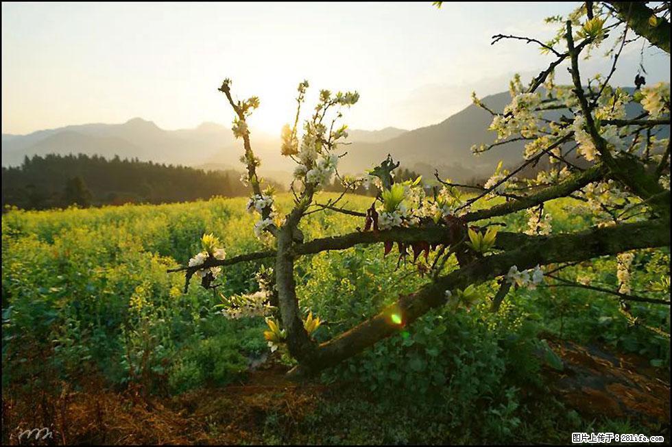 【春天,广西桂林灌阳县向您发出邀请!】长坪村油菜盛情花开 - 游山玩水 - 徐州生活社区 - 徐州28生活网 xz.28life.com