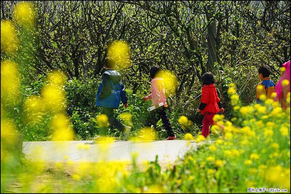 【春天,广西桂林灌阳县向您发出邀请!】长坪村油菜盛情花开 - 游山玩水 - 徐州生活社区 - 徐州28生活网 xz.28life.com