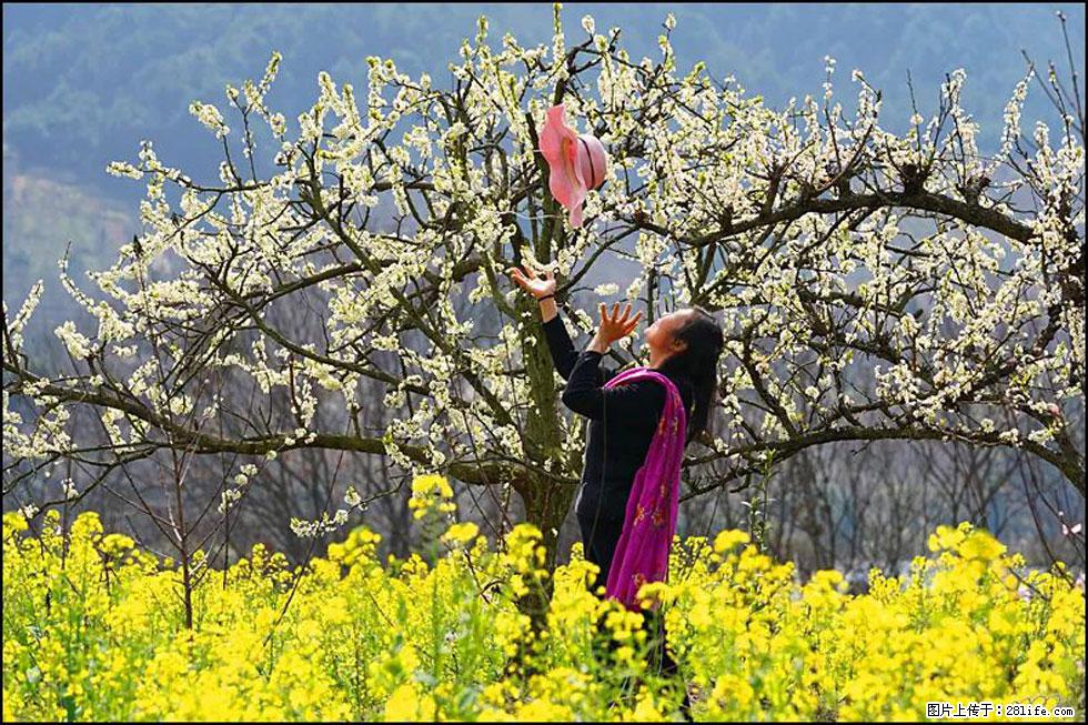 【春天,广西桂林灌阳县向您发出邀请!】长坪村油菜盛情花开 - 游山玩水 - 徐州生活社区 - 徐州28生活网 xz.28life.com