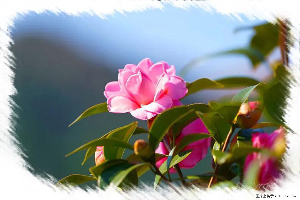 【春天,广西桂林灌阳县向您发出邀请!】杨柳井茶花惹人爱 - 游山玩水 - 徐州生活社区 - 徐州28生活网 xz.28life.com