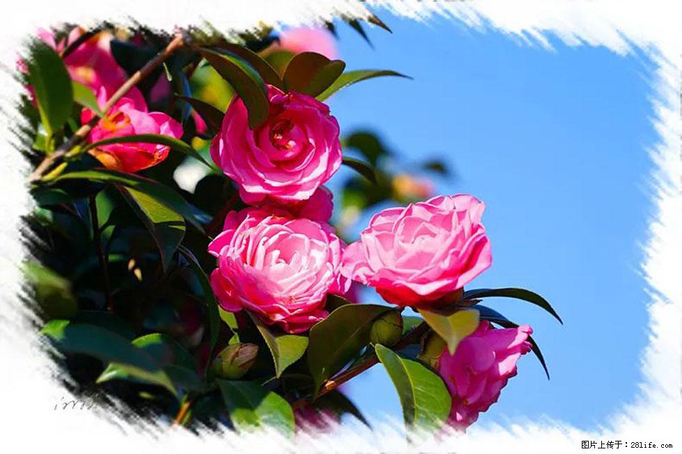 【春天,广西桂林灌阳县向您发出邀请!】杨柳井茶花惹人爱 - 游山玩水 - 徐州生活社区 - 徐州28生活网 xz.28life.com