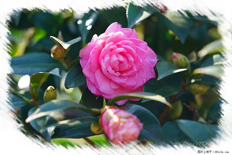 【春天,广西桂林灌阳县向您发出邀请!】杨柳井茶花惹人爱 - 游山玩水 - 徐州生活社区 - 徐州28生活网 xz.28life.com