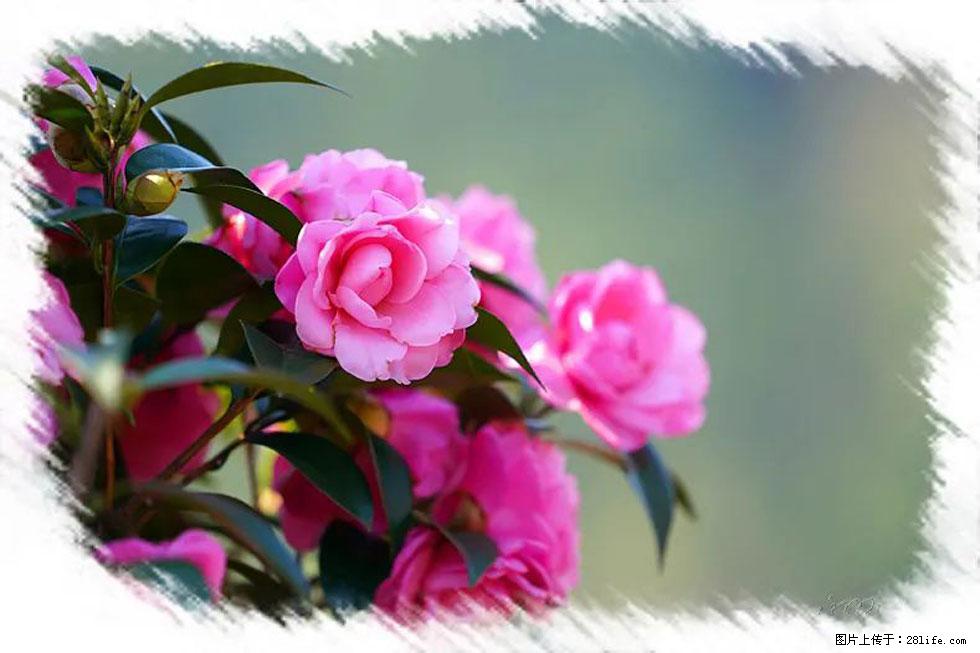 【春天,广西桂林灌阳县向您发出邀请!】杨柳井茶花惹人爱 - 游山玩水 - 徐州生活社区 - 徐州28生活网 xz.28life.com