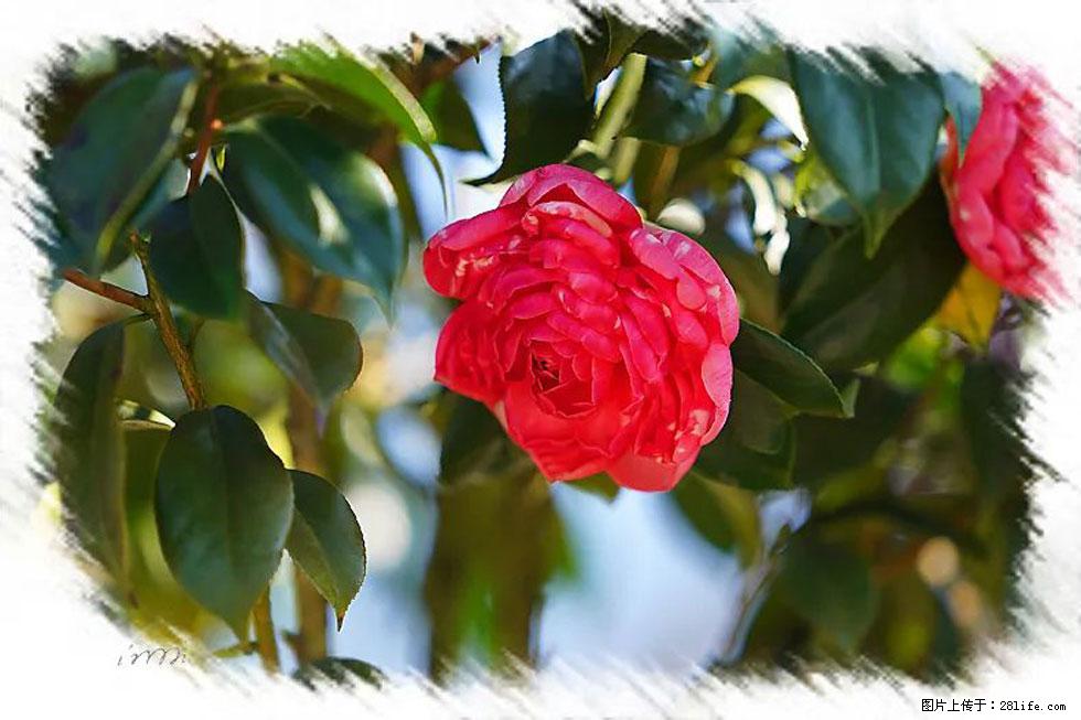 【春天,广西桂林灌阳县向您发出邀请!】杨柳井茶花惹人爱 - 游山玩水 - 徐州生活社区 - 徐州28生活网 xz.28life.com