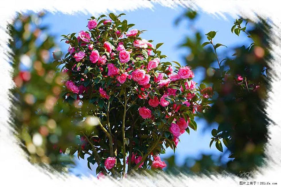 【春天,广西桂林灌阳县向您发出邀请!】杨柳井茶花惹人爱 - 游山玩水 - 徐州生活社区 - 徐州28生活网 xz.28life.com