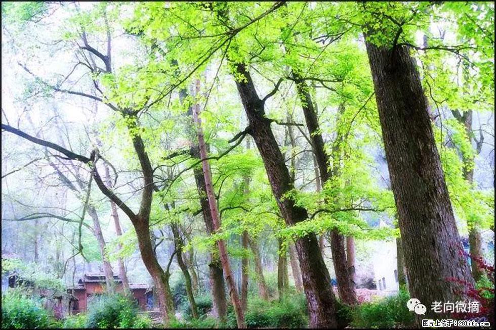 【春天,广西桂林灌阳县向您发出邀请!】在小龙村与春天约会 - 游山玩水 - 徐州生活社区 - 徐州28生活网 xz.28life.com