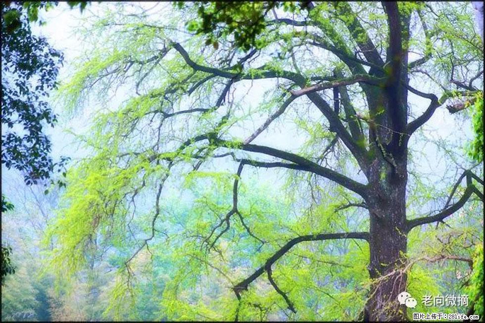 【春天,广西桂林灌阳县向您发出邀请!】在小龙村与春天约会 - 游山玩水 - 徐州生活社区 - 徐州28生活网 xz.28life.com