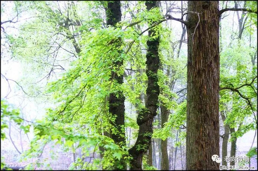 【春天,广西桂林灌阳县向您发出邀请!】在小龙村与春天约会 - 游山玩水 - 徐州生活社区 - 徐州28生活网 xz.28life.com