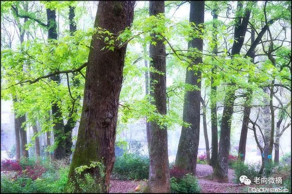 【春天,广西桂林灌阳县向您发出邀请!】在小龙村与春天约会 - 游山玩水 - 徐州生活社区 - 徐州28生活网 xz.28life.com