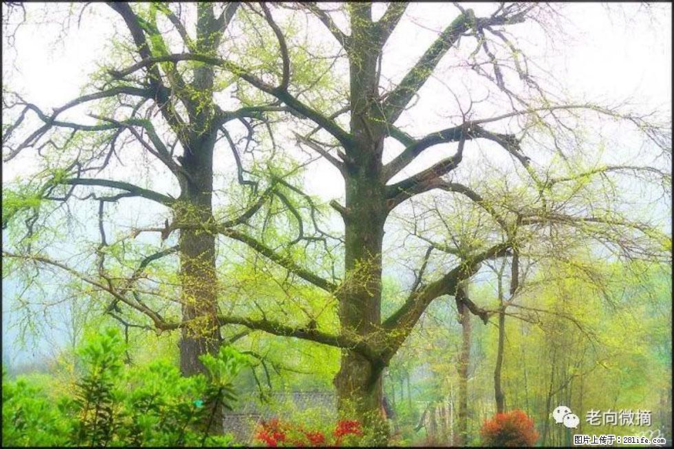 【春天,广西桂林灌阳县向您发出邀请!】在小龙村与春天约会 - 游山玩水 - 徐州生活社区 - 徐州28生活网 xz.28life.com