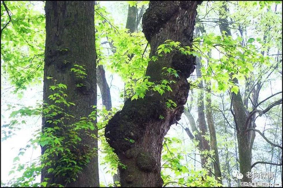 【春天,广西桂林灌阳县向您发出邀请!】在小龙村与春天约会 - 游山玩水 - 徐州生活社区 - 徐州28生活网 xz.28life.com