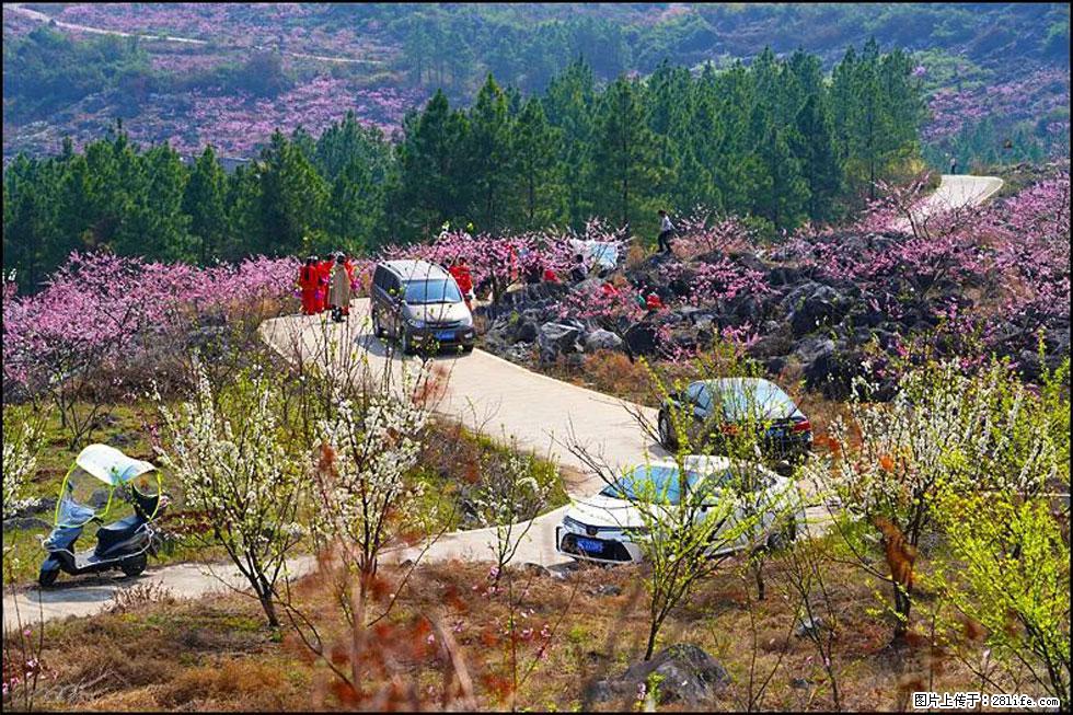 【春天,广西桂林灌阳县向您发出邀请!】望月岭上桃花开 - 游山玩水 - 徐州生活社区 - 徐州28生活网 xz.28life.com