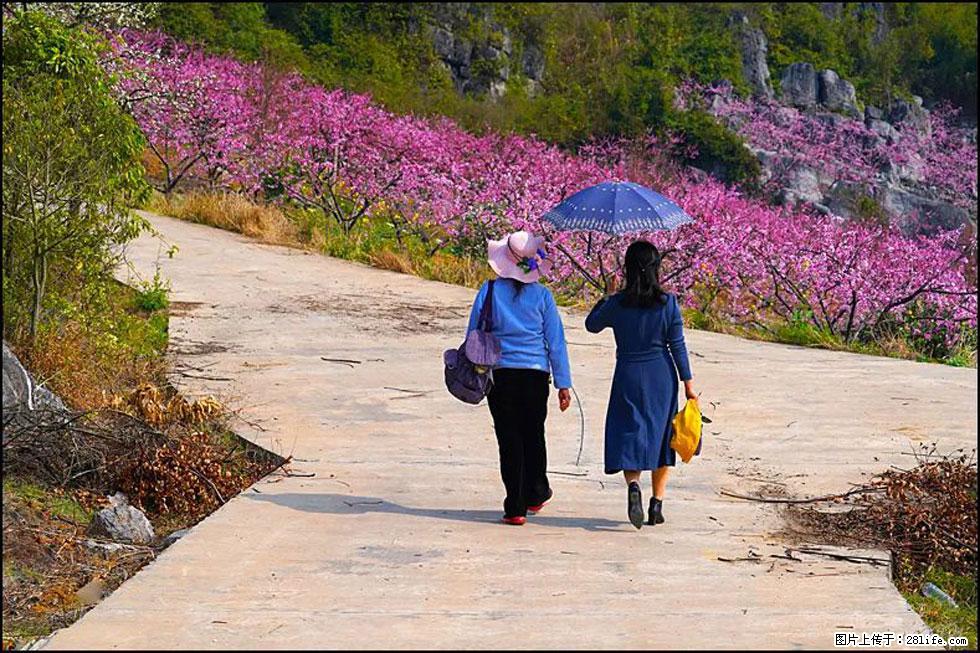 【春天,广西桂林灌阳县向您发出邀请!】望月岭上桃花开 - 游山玩水 - 徐州生活社区 - 徐州28生活网 xz.28life.com