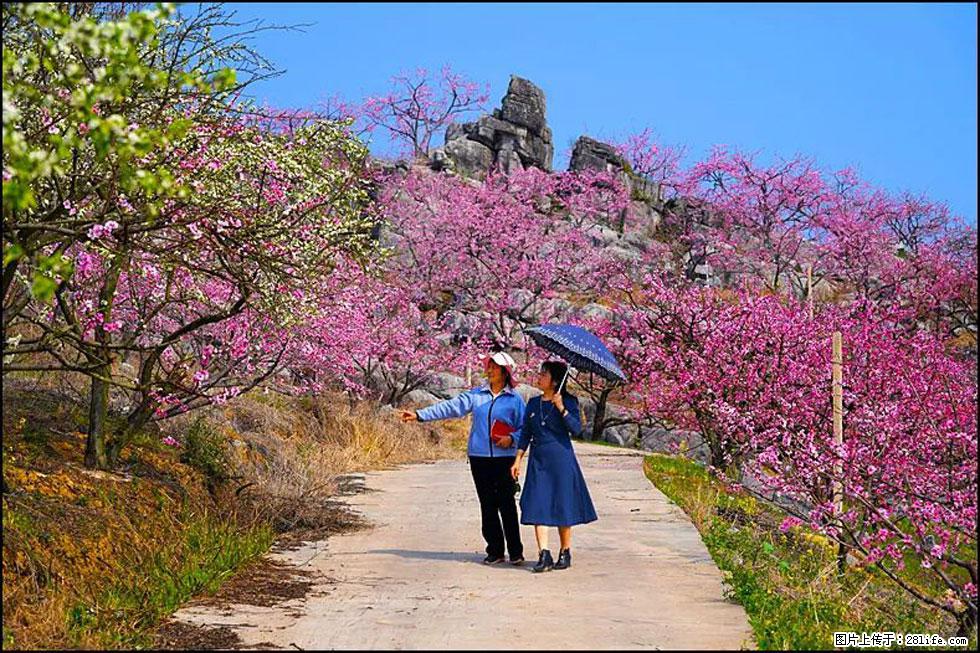 【春天,广西桂林灌阳县向您发出邀请!】望月岭上桃花开 - 游山玩水 - 徐州生活社区 - 徐州28生活网 xz.28life.com