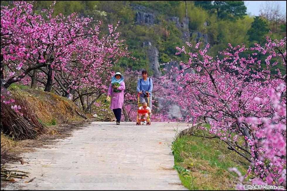 【春天,广西桂林灌阳县向您发出邀请!】望月岭上桃花开 - 游山玩水 - 徐州生活社区 - 徐州28生活网 xz.28life.com