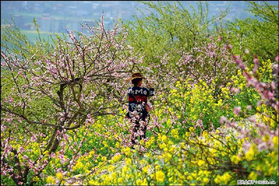 【春天,广西桂林灌阳县向您发出邀请!】望月岭上桃花开 - 游山玩水 - 徐州生活社区 - 徐州28生活网 xz.28life.com