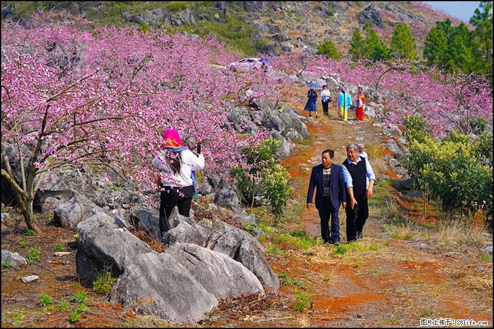 【春天,广西桂林灌阳县向您发出邀请!】望月岭上桃花开 - 游山玩水 - 徐州生活社区 - 徐州28生活网 xz.28life.com