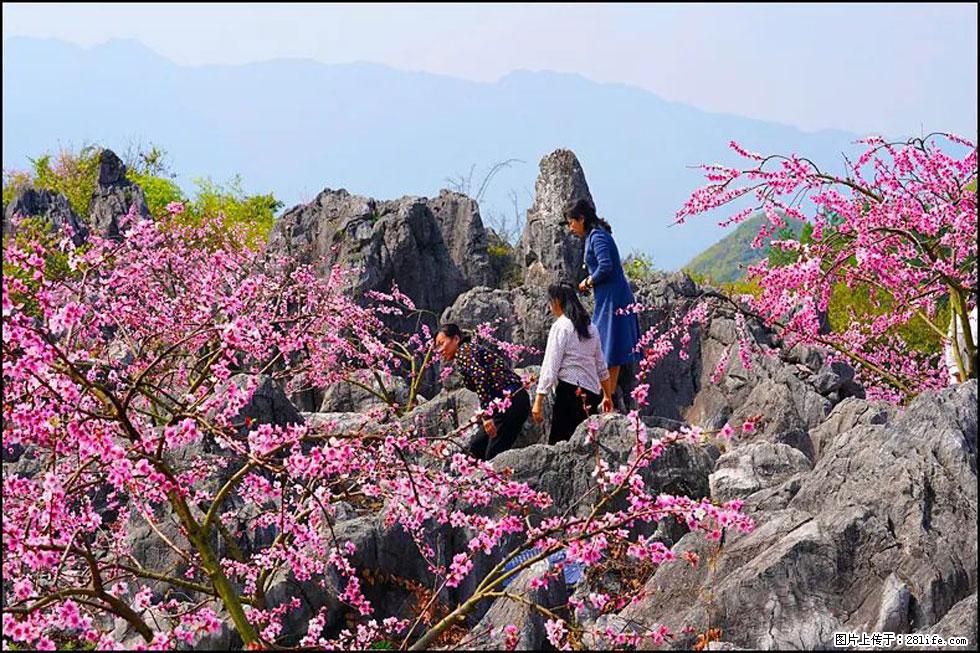 【春天,广西桂林灌阳县向您发出邀请!】望月岭上桃花开 - 游山玩水 - 徐州生活社区 - 徐州28生活网 xz.28life.com