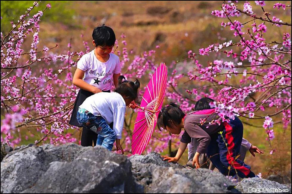 【春天,广西桂林灌阳县向您发出邀请!】望月岭上桃花开 - 游山玩水 - 徐州生活社区 - 徐州28生活网 xz.28life.com