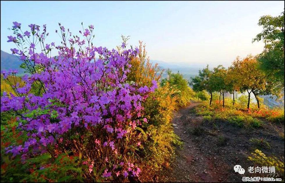 【春天,广西桂林灌阳县向您发出邀请!】登麒麟山,相约映山红 - 游山玩水 - 徐州生活社区 - 徐州28生活网 xz.28life.com