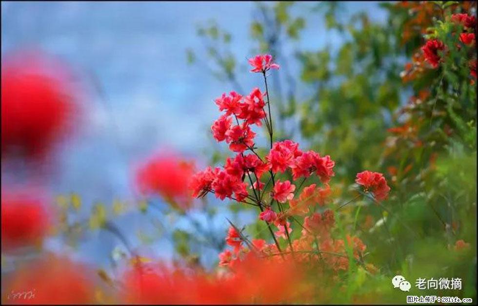 【春天,广西桂林灌阳县向您发出邀请!】登麒麟山,相约映山红 - 游山玩水 - 徐州生活社区 - 徐州28生活网 xz.28life.com