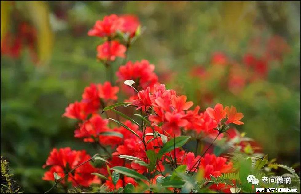 【春天,广西桂林灌阳县向您发出邀请!】登麒麟山,相约映山红 - 游山玩水 - 徐州生活社区 - 徐州28生活网 xz.28life.com