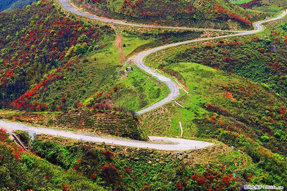 【春天,广西桂林灌阳县向您发出邀请!】春木界上映山红 - 游山玩水 - 徐州生活社区 - 徐州28生活网 xz.28life.com