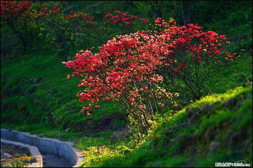 【春天,广西桂林灌阳县向您发出邀请!】春木界上映山红 - 游山玩水 - 徐州生活社区 - 徐州28生活网 xz.28life.com
