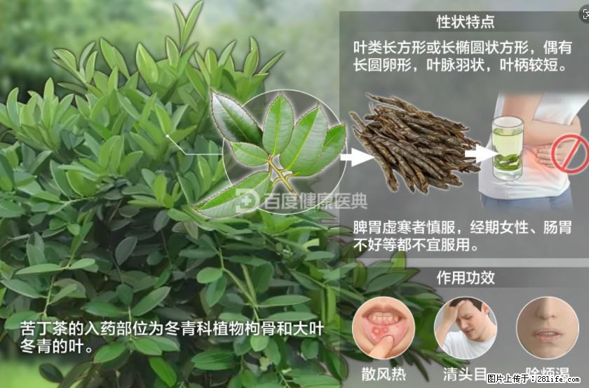 苦丁茶有哪些功效和作用 - 生活百科 - 徐州生活社区 - 徐州28生活网 xz.28life.com