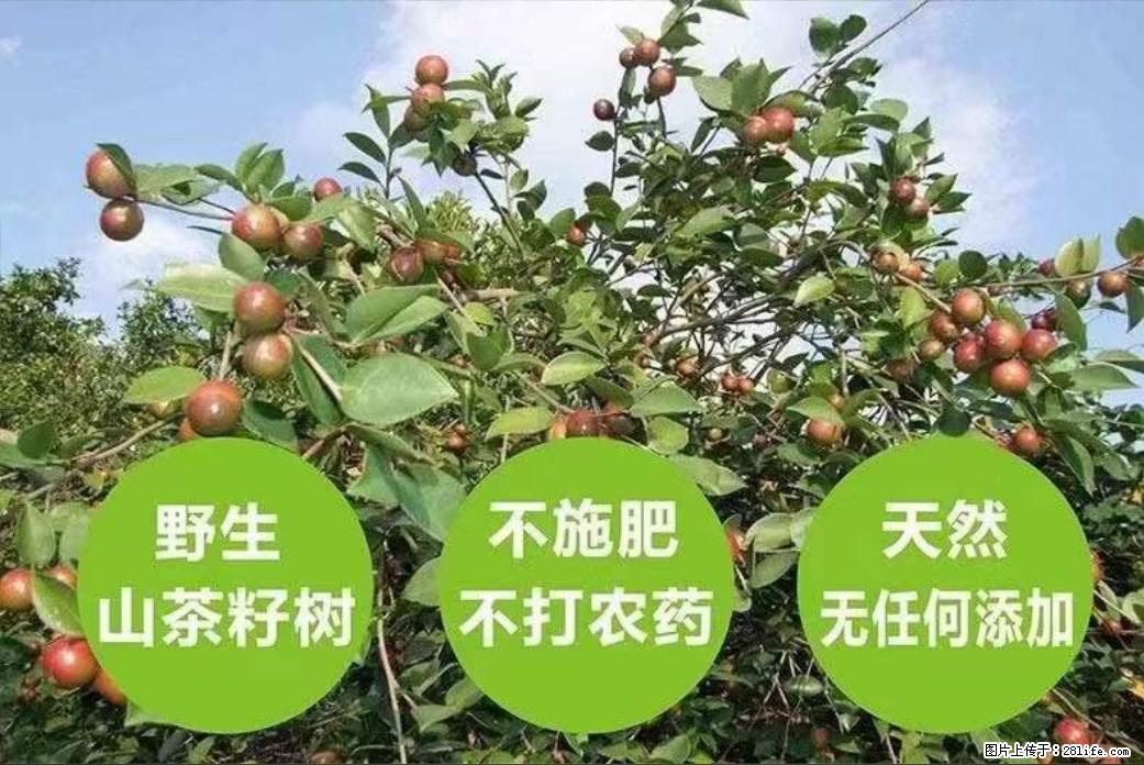 【灌阳县油茶产业示范区】一个有着充实的精神生活的人,对待身外之物自会有一种淡泊的态度 - 美食天地 - 徐州生活社区 - 徐州28生活网 xz.28life.com