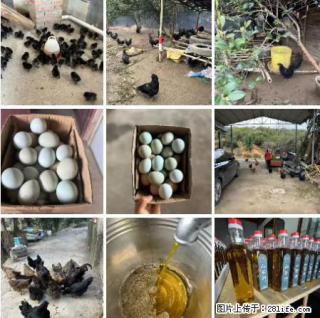 油茶园从小鸡仔开始养起的纯土鸡、土鸡蛋可以预定啦!还有前几天刚榨的纯山茶油哦 - 徐州28生活网 xz.28life.com