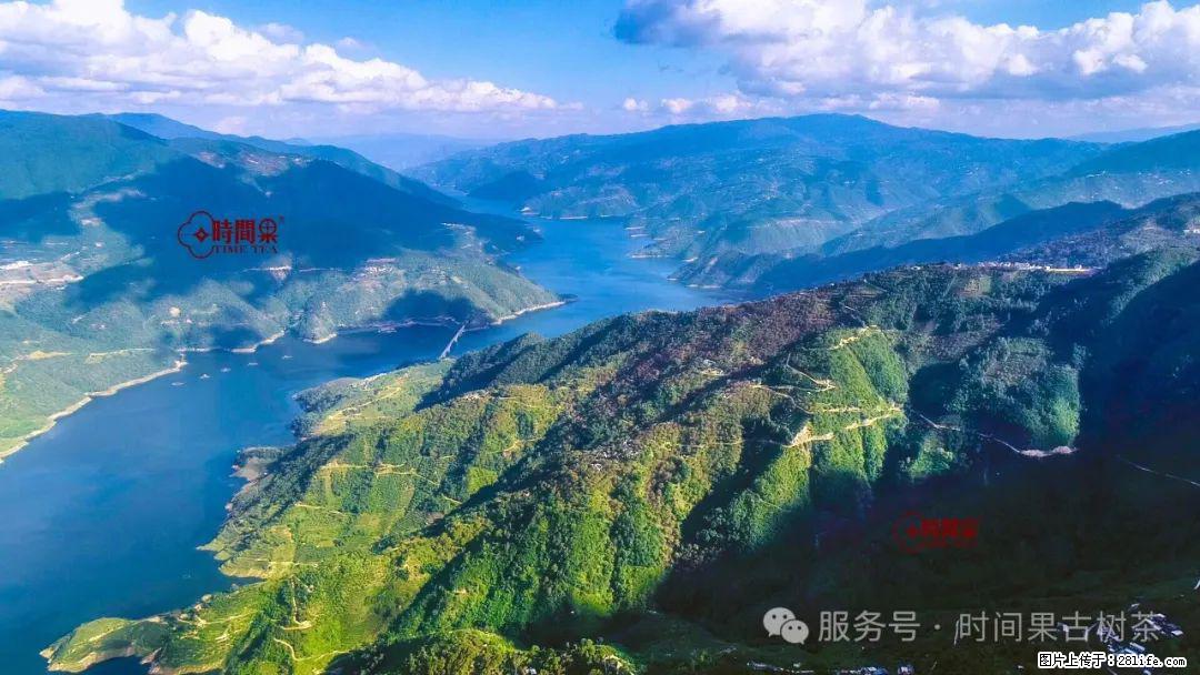 时间果百年古树龙珠普洱生茶 - 购物交流 - 徐州生活社区 - 徐州28生活网 xz.28life.com