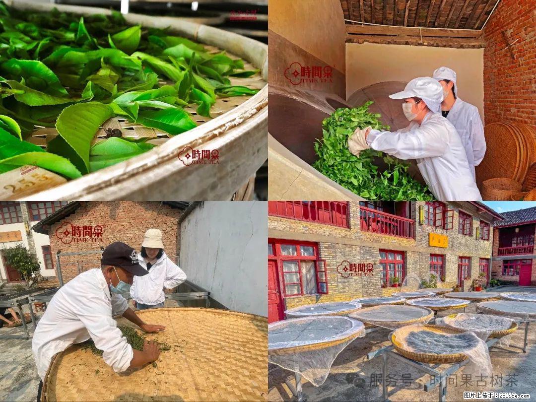 时间果百年古树龙珠普洱生茶 - 购物交流 - 徐州生活社区 - 徐州28生活网 xz.28life.com