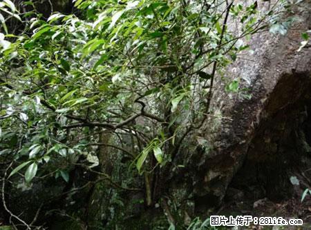 平乐石崖茶,珍贵仅次于金花茶 - 徐州生活资讯 - 徐州28生活网 xz.28life.com