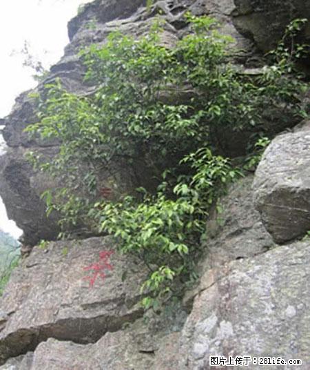 平乐石崖茶,珍贵仅次于金花茶 - 徐州生活资讯 - 徐州28生活网 xz.28life.com