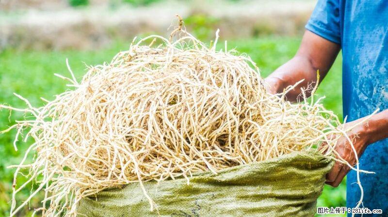 堪称“最难吃”的蔬菜,却是 “抗辐射神器”,还能护肺、清热、止咳化痰! - 徐州生活资讯 - 徐州28生活网 xz.28life.com