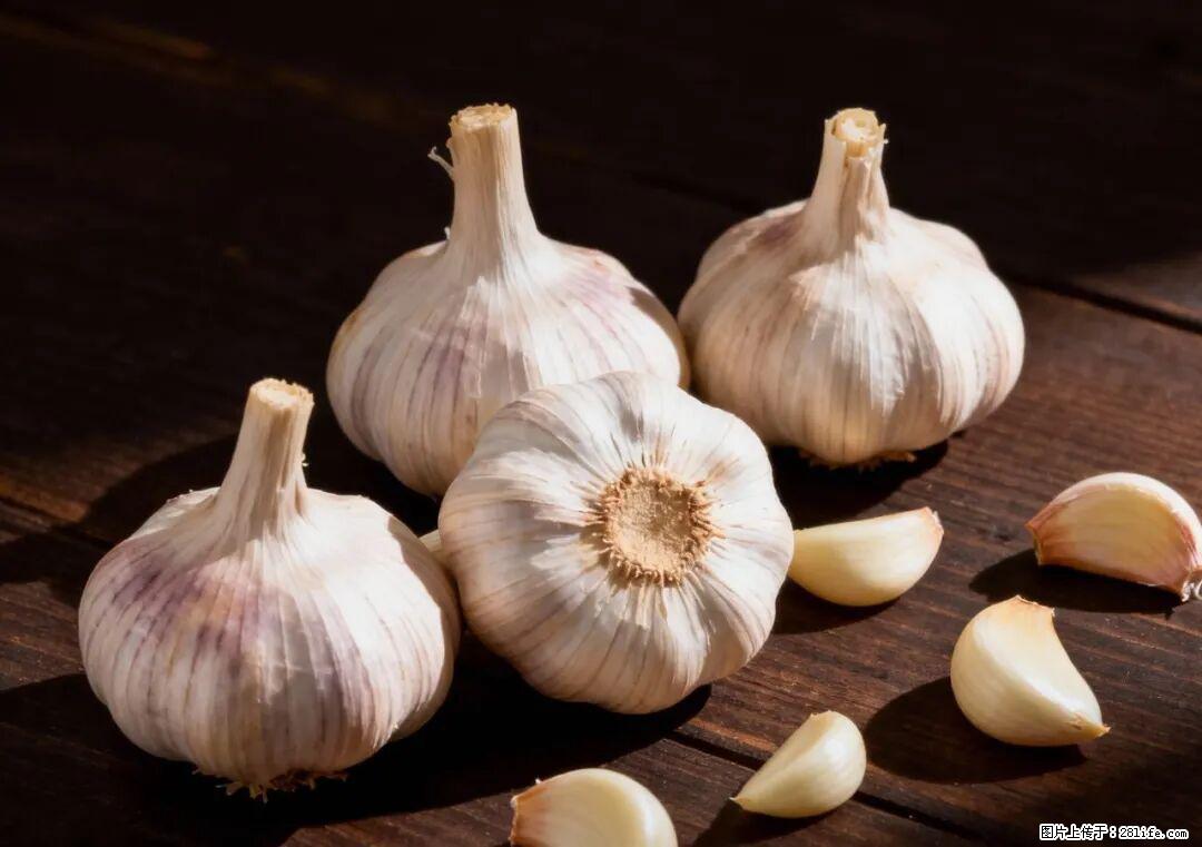 关于大蒜，除了“天然抗生素”，这4个谣言更该警惕! - 徐州生活资讯 - 徐州28生活网 xz.28life.com