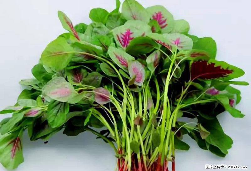 这些蔬菜是“天然钙片”，这6种被医生重点推荐 - 徐州生活资讯 - 徐州28生活网 xz.28life.com