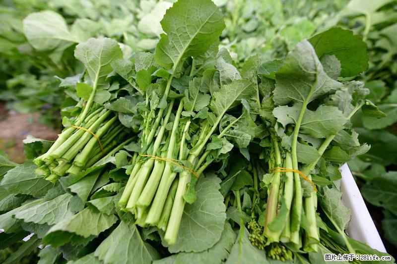 这些蔬菜是“天然钙片”，这6种被医生重点推荐 - 徐州生活资讯 - 徐州28生活网 xz.28life.com